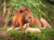 Lion and Lamb